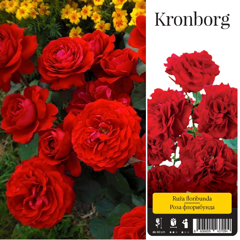 Роза Кронборг флорибунда 1 шт/Kronborg/ 20