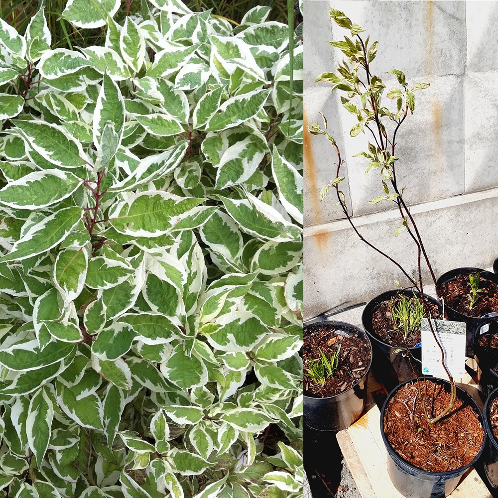 Дерен белый Айвори Хало Байхало С3 1шт/Cornus alba IVORY HALO Bailhalo