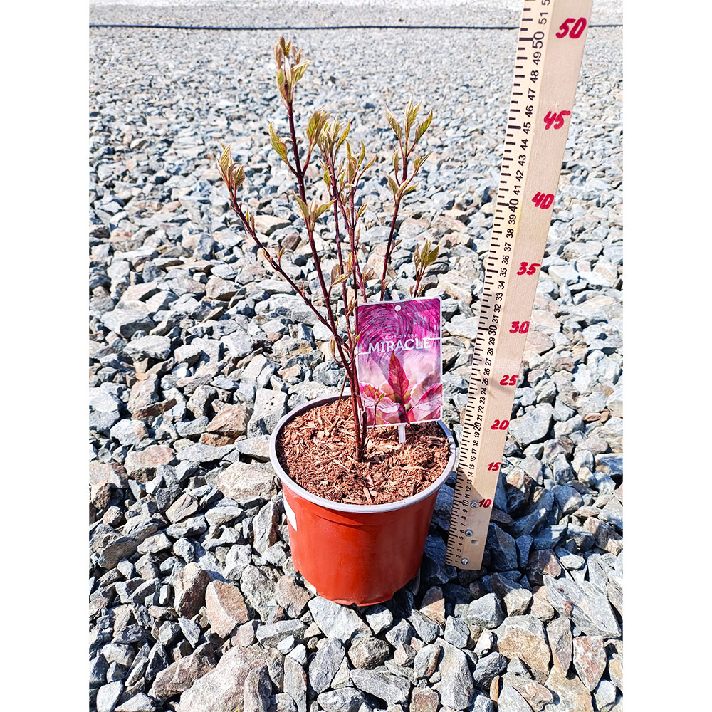 Дерен белый Миракл Верпален02 С3 1шт/Cornus alba MIRACLE Verpaalen02