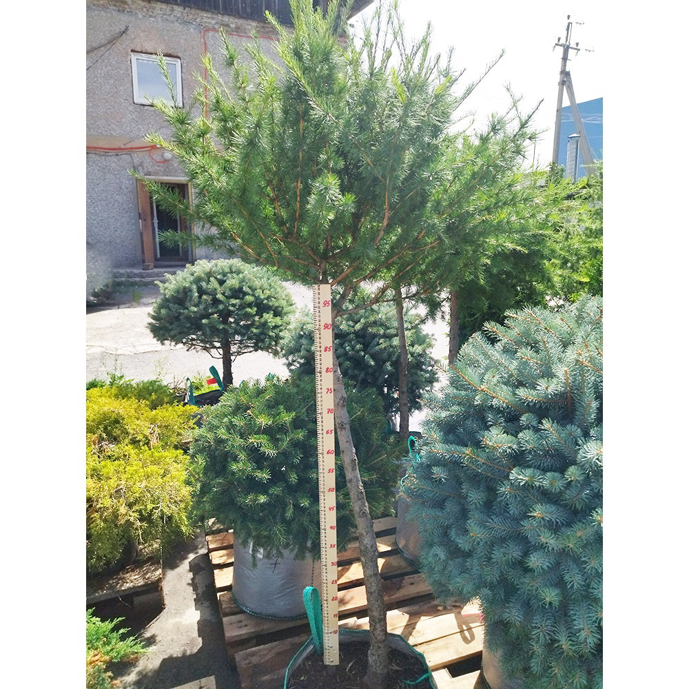 Лиственница сибирская на штамбе 1шт