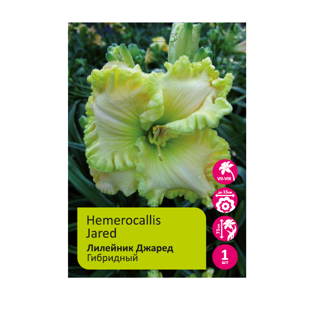 Лилейник Джаред 1шт Hemerocallis Jared