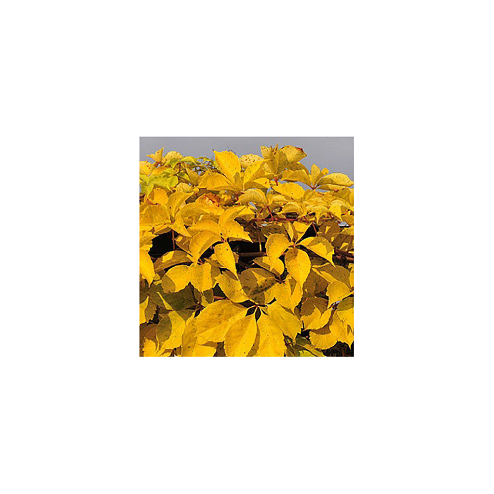 Виноград девичий пятилисточковый Йеллоу Вол Р9 1шт /Parthenocissus Yellow Wall