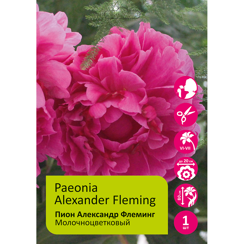 Пион молочноцветковый Александр Флеминг 1шт 2/3 / Alexander Fleming (Fuo lai ming /Фуо Лай Минг)