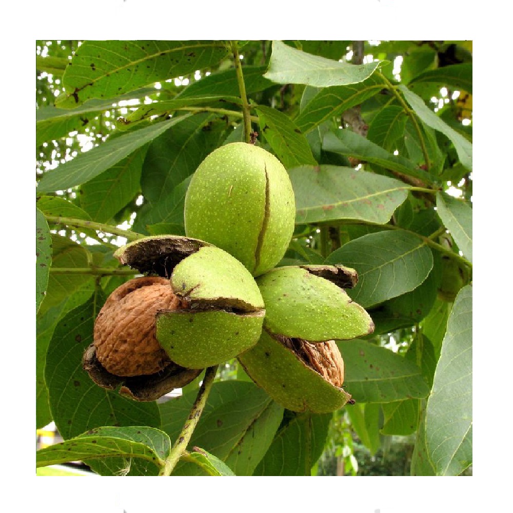 Орех грецкий Региа 1шт