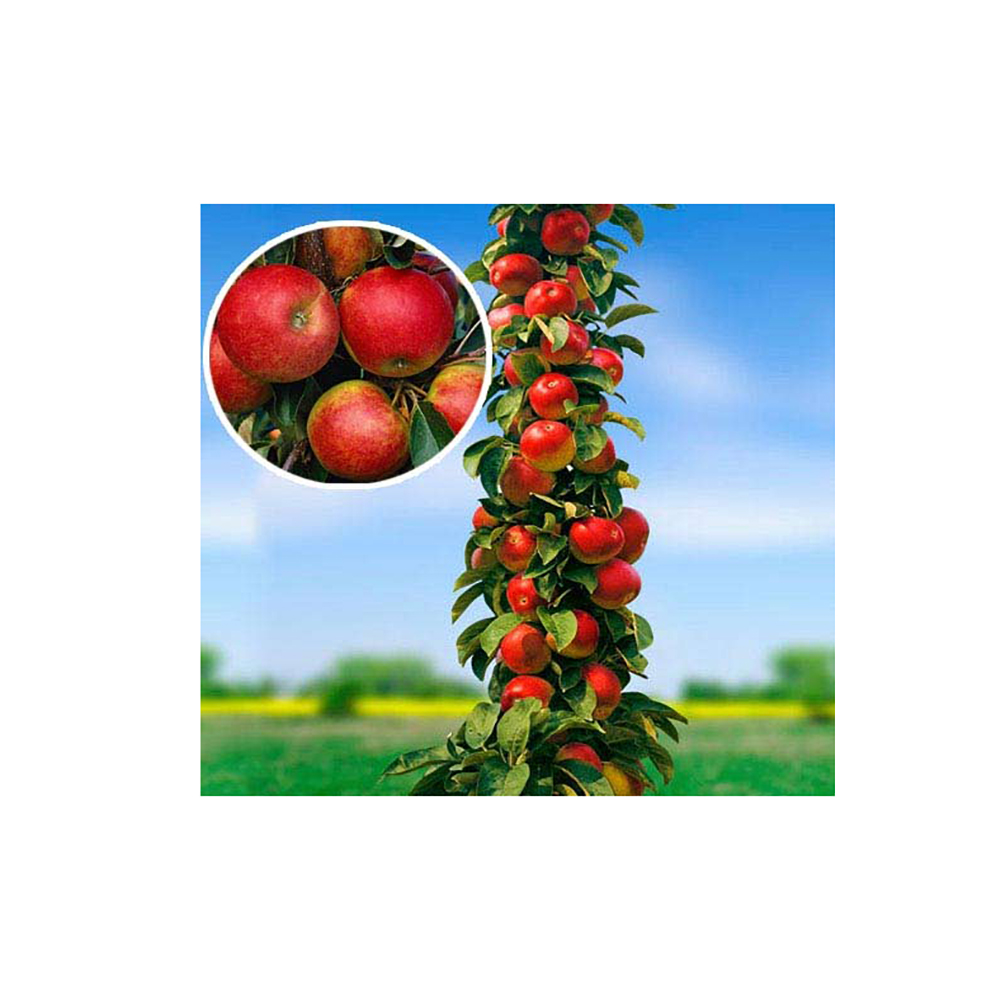 Яблоня колонновидная Арбат С2 1 шт