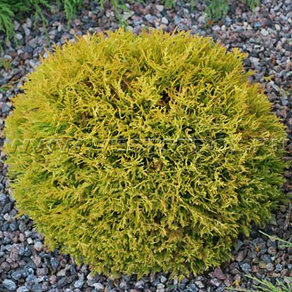 Туя западная Даника Ауреа  С5 1шт /Thuja occidentalis Danica
