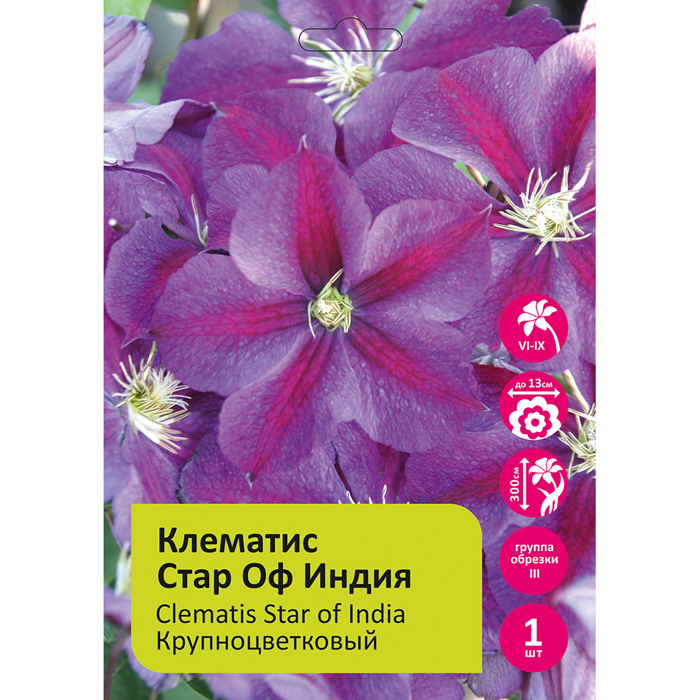 Клематис Стар оф Индия 1шт гр. обрезки 3/Clematis Star of India