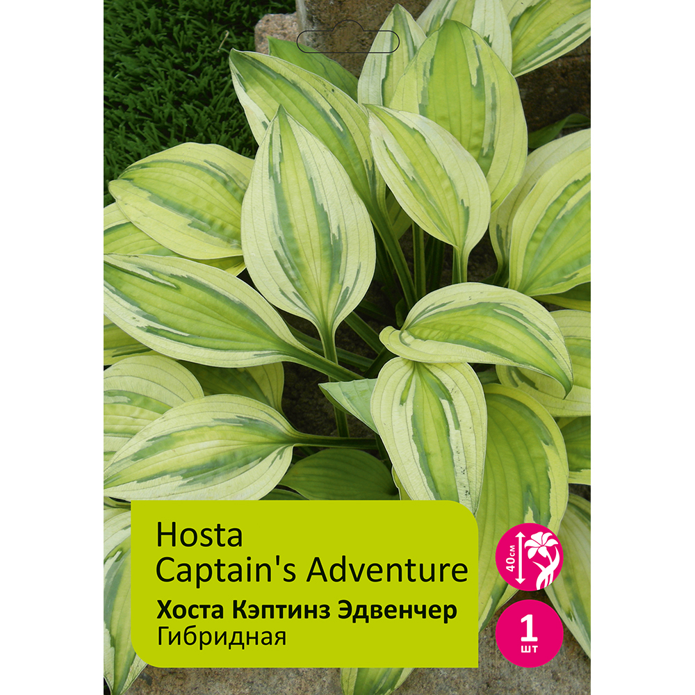 Хоста Кэптинз Эдвенчер 1шт/Hosta Captain's Adventure