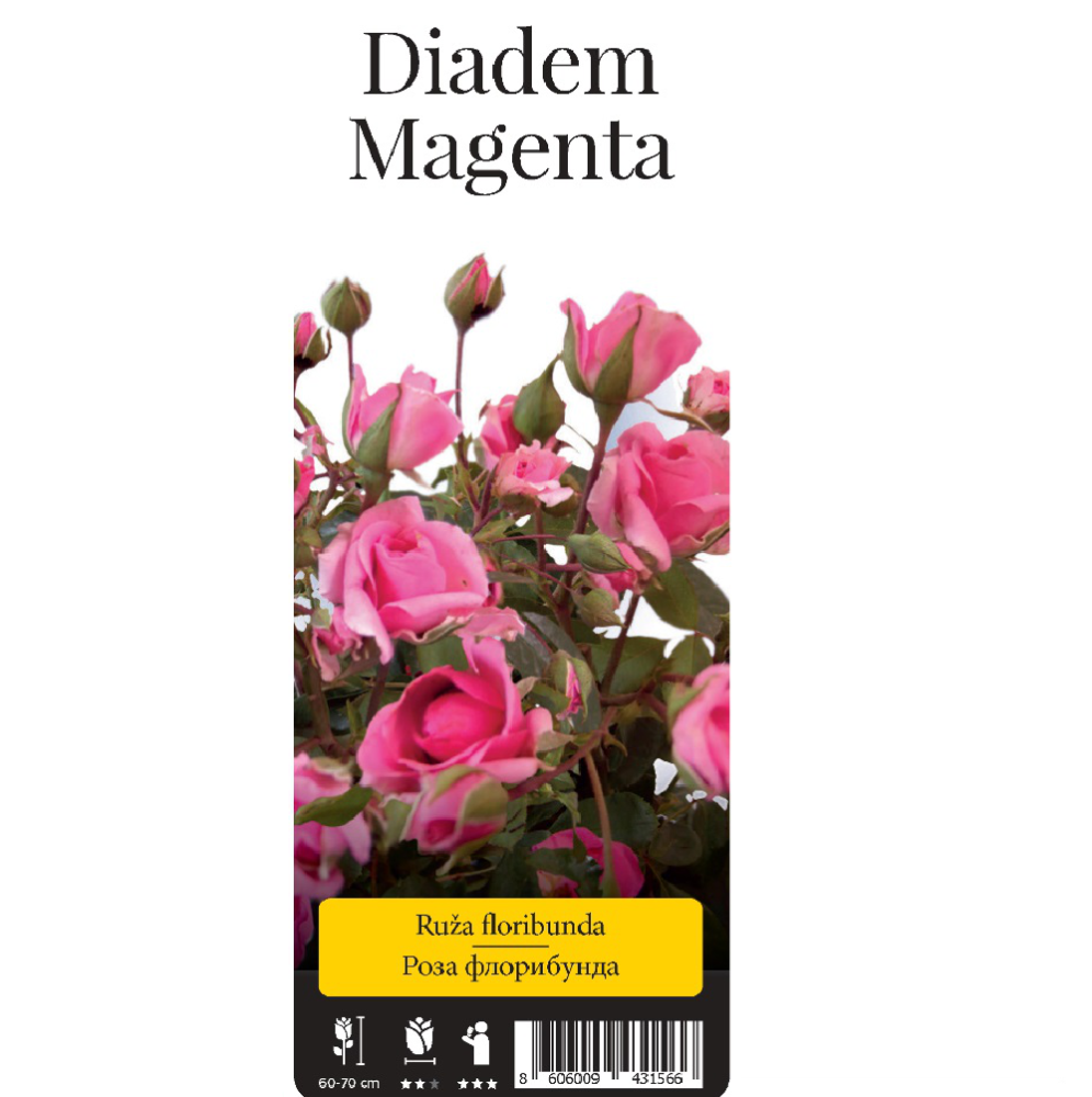 Роза Диадем Маджента флорибунда 1шт. /Diadem Magenta /20