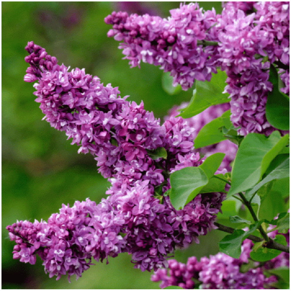 Сирень обыкновенная Огни Донбасса 1шт