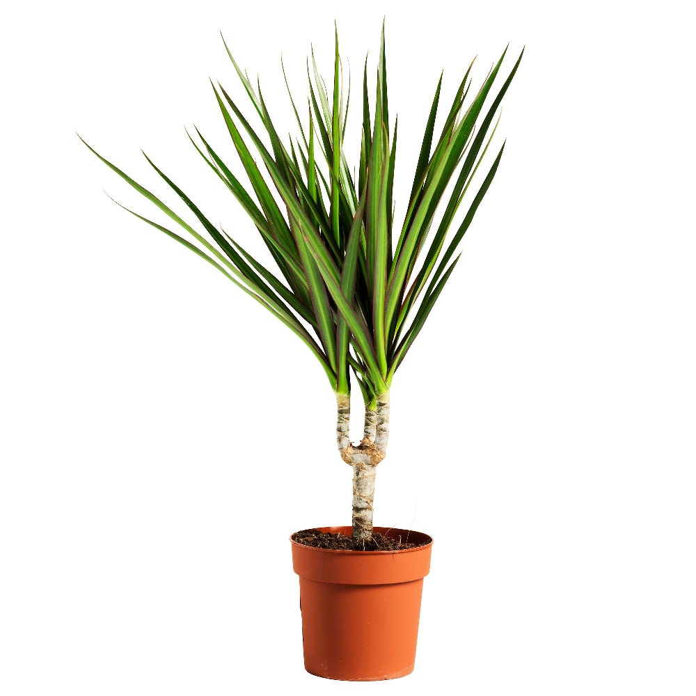 Драцена Маргината в горшке диаметром 15 см 1шт