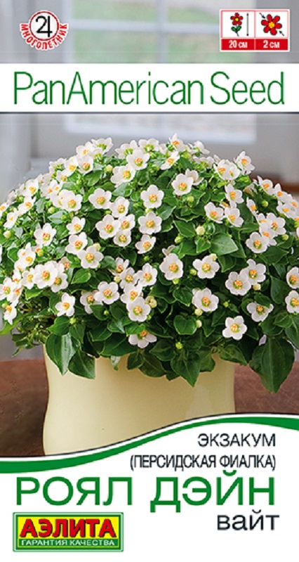 Экзакум (Персидская фиалка) Роял дэйн вайт 4шт  /10